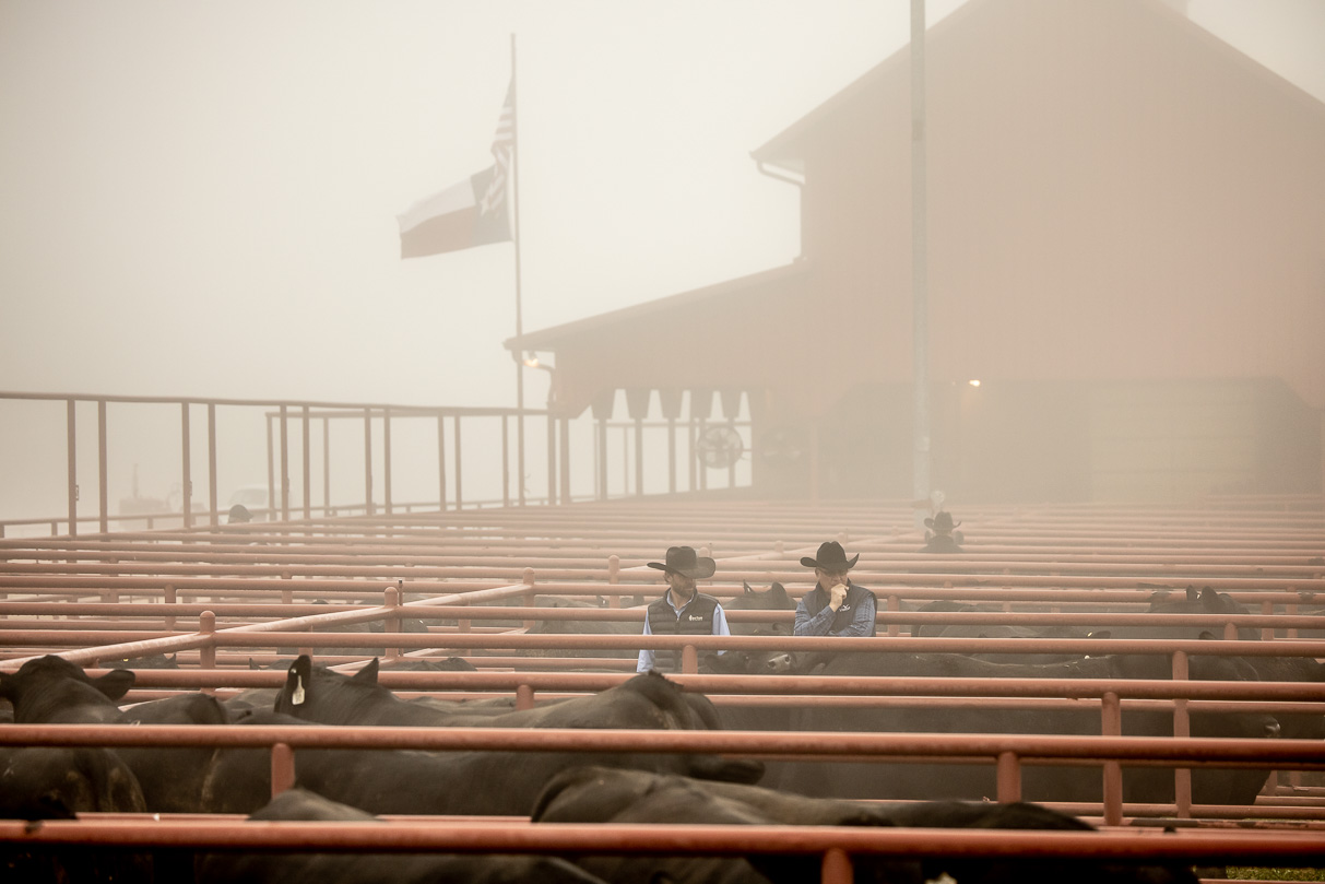 44Farms_Cameron_BullSale_Feb2021-516177