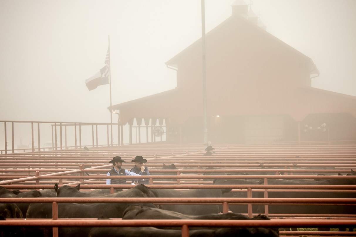 44Farms_Cameron_BullSale_Feb2021-516178