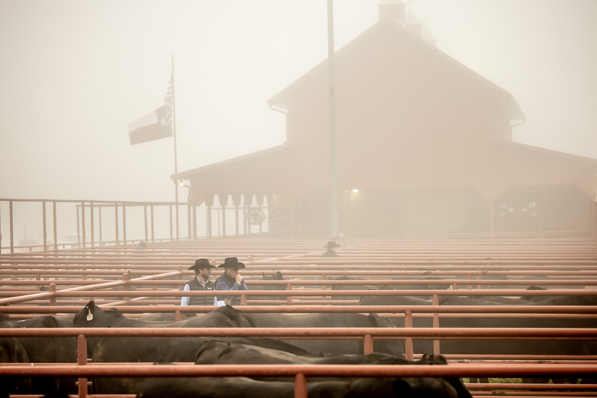44Farms_Cameron_BullSale_Feb2021-516182