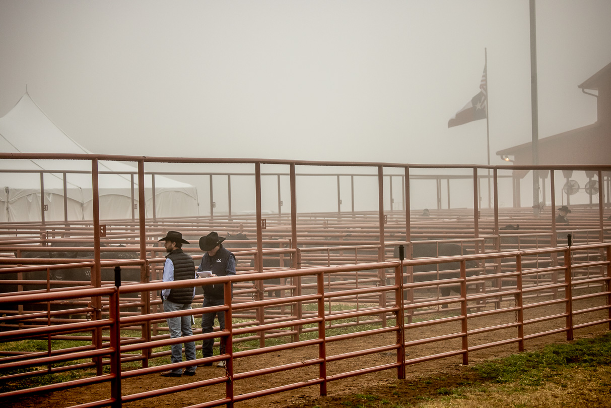 44Farms_Cameron_BullSale_Feb2021-516215