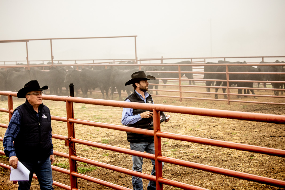 44Farms_Cameron_BullSale_Feb2021-516290