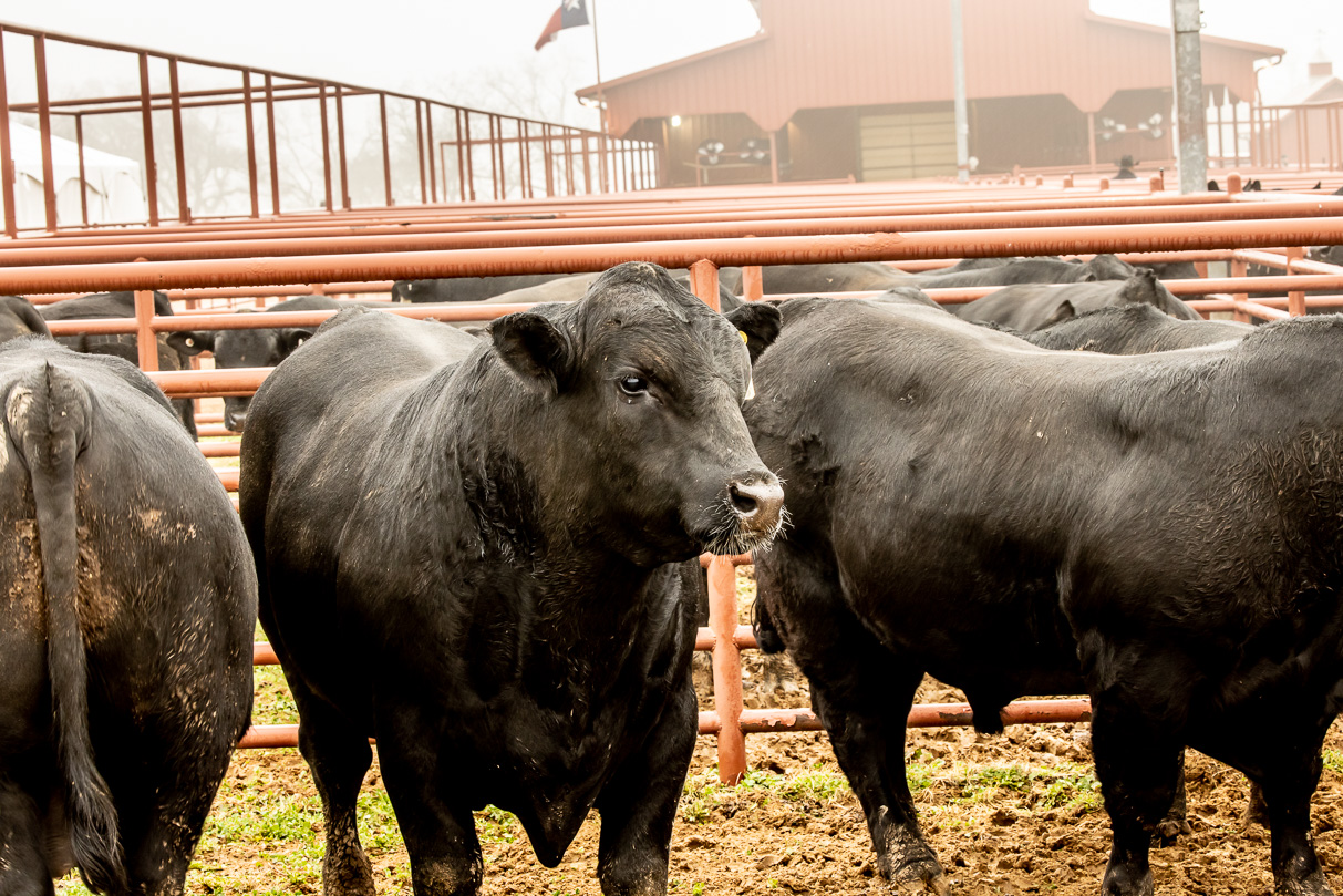 44Farms_Cameron_BullSale_Feb2021-516341