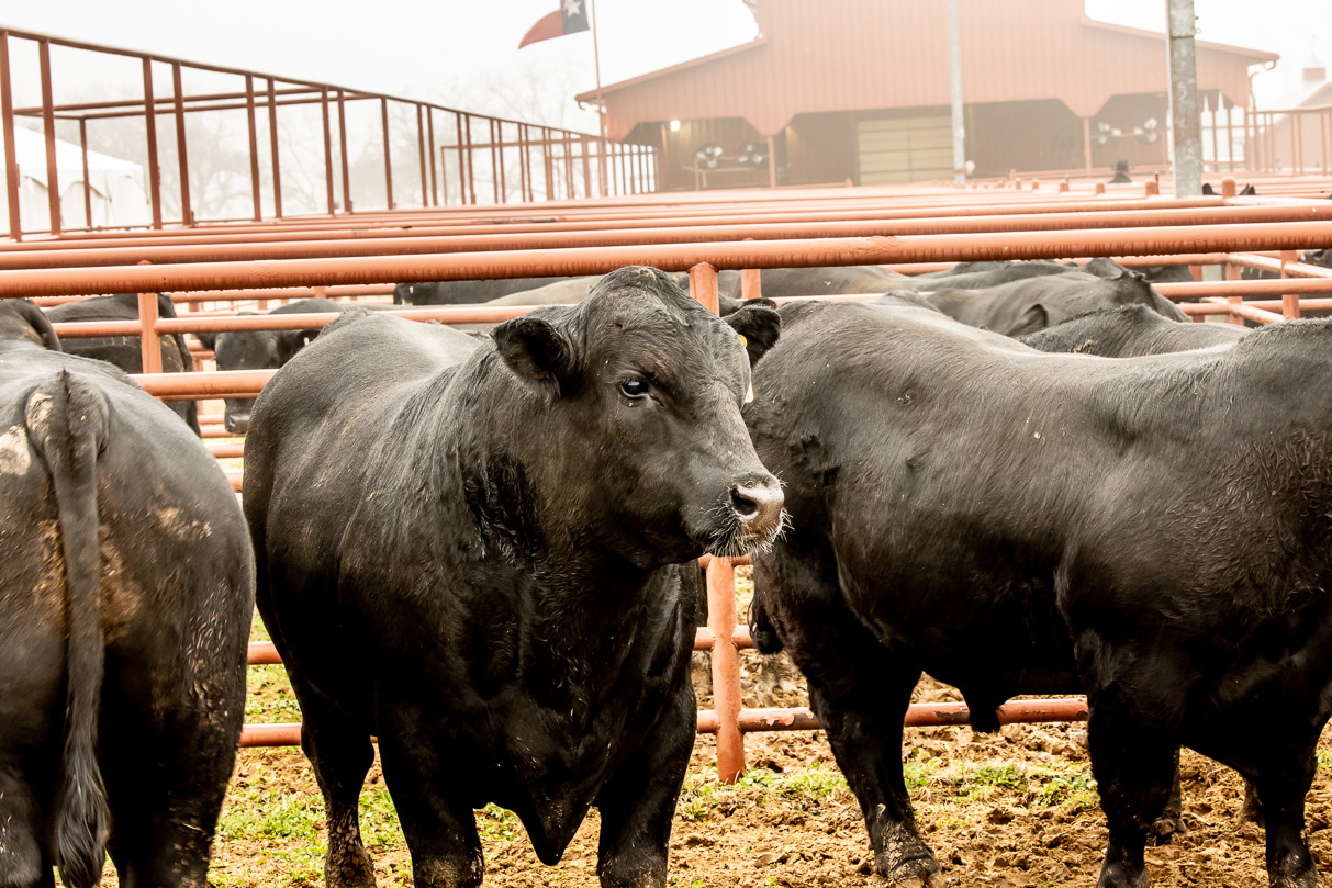 44Farms_Cameron_BullSale_Feb2021-516342