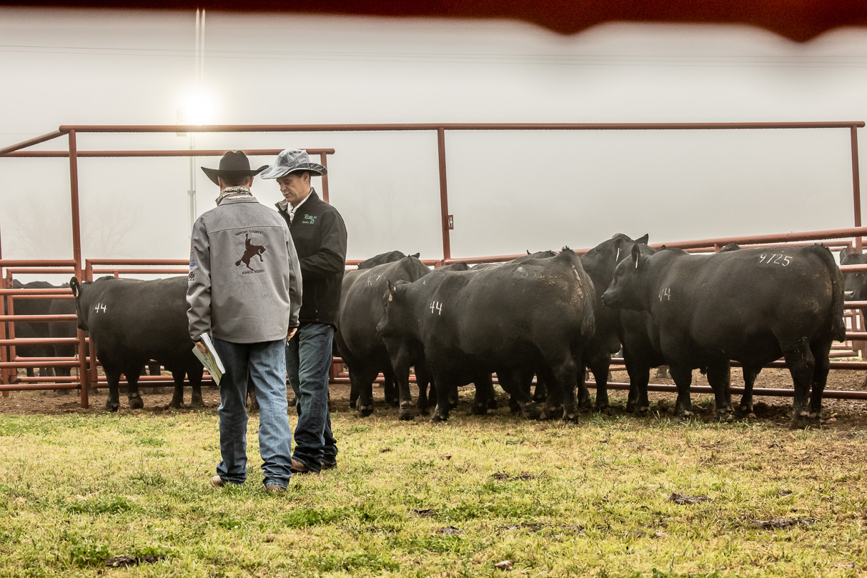 44Farms_Cameron_BullSale_Feb2021-516442