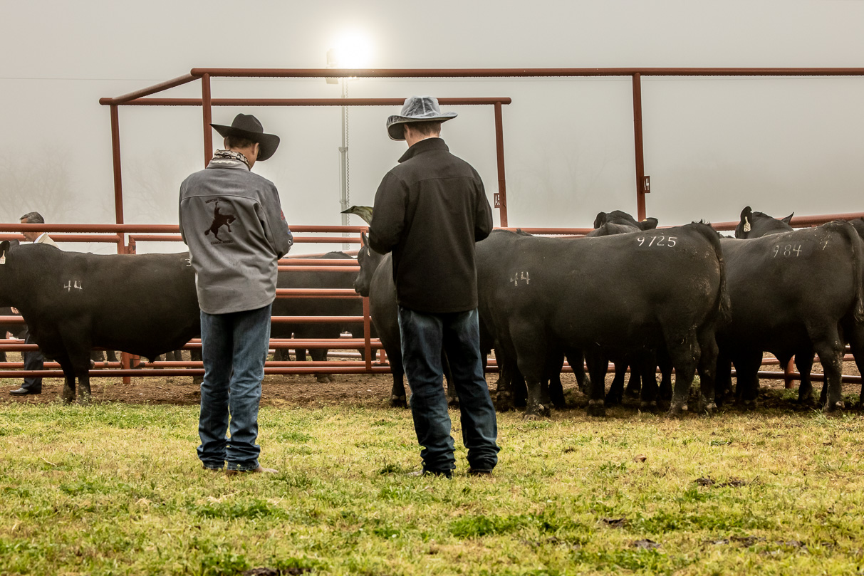 44Farms_Cameron_BullSale_Feb2021-516454