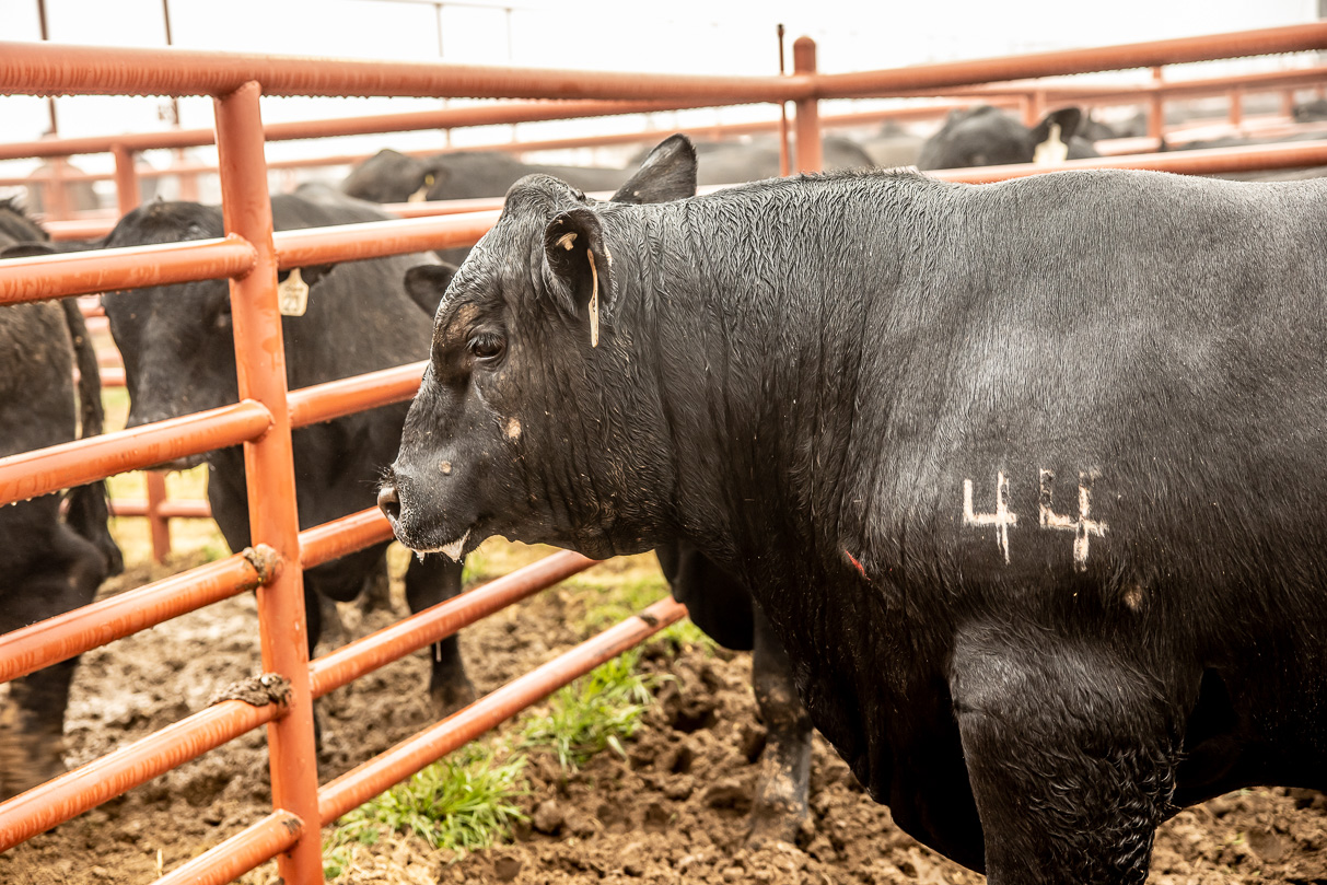 44Farms_Cameron_BullSale_Feb2021-516525