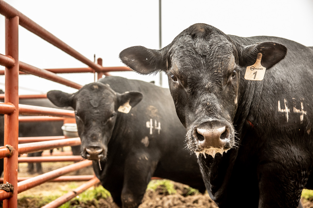 44Farms_Cameron_BullSale_Feb2021-516531