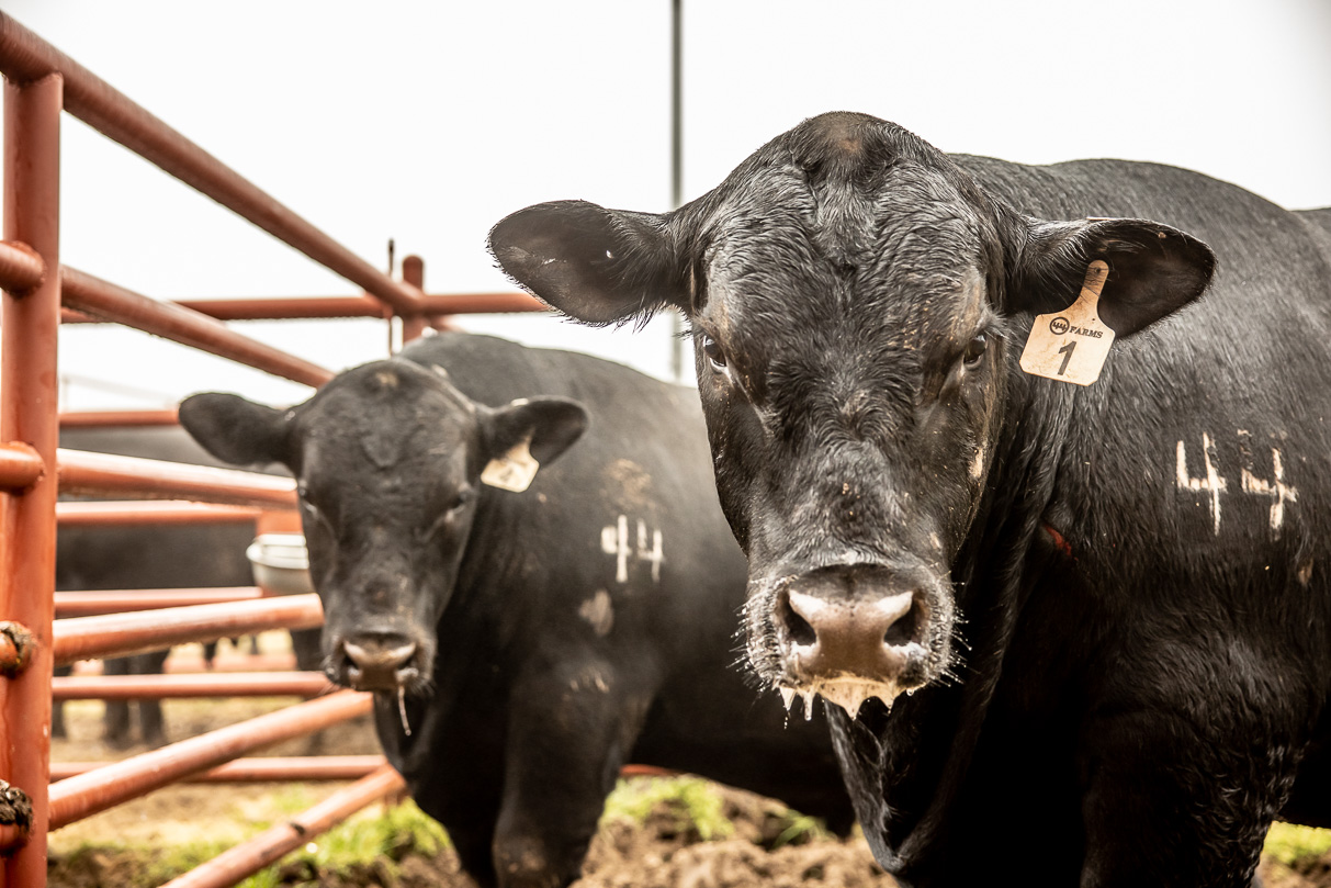 44Farms_Cameron_BullSale_Feb2021-516534