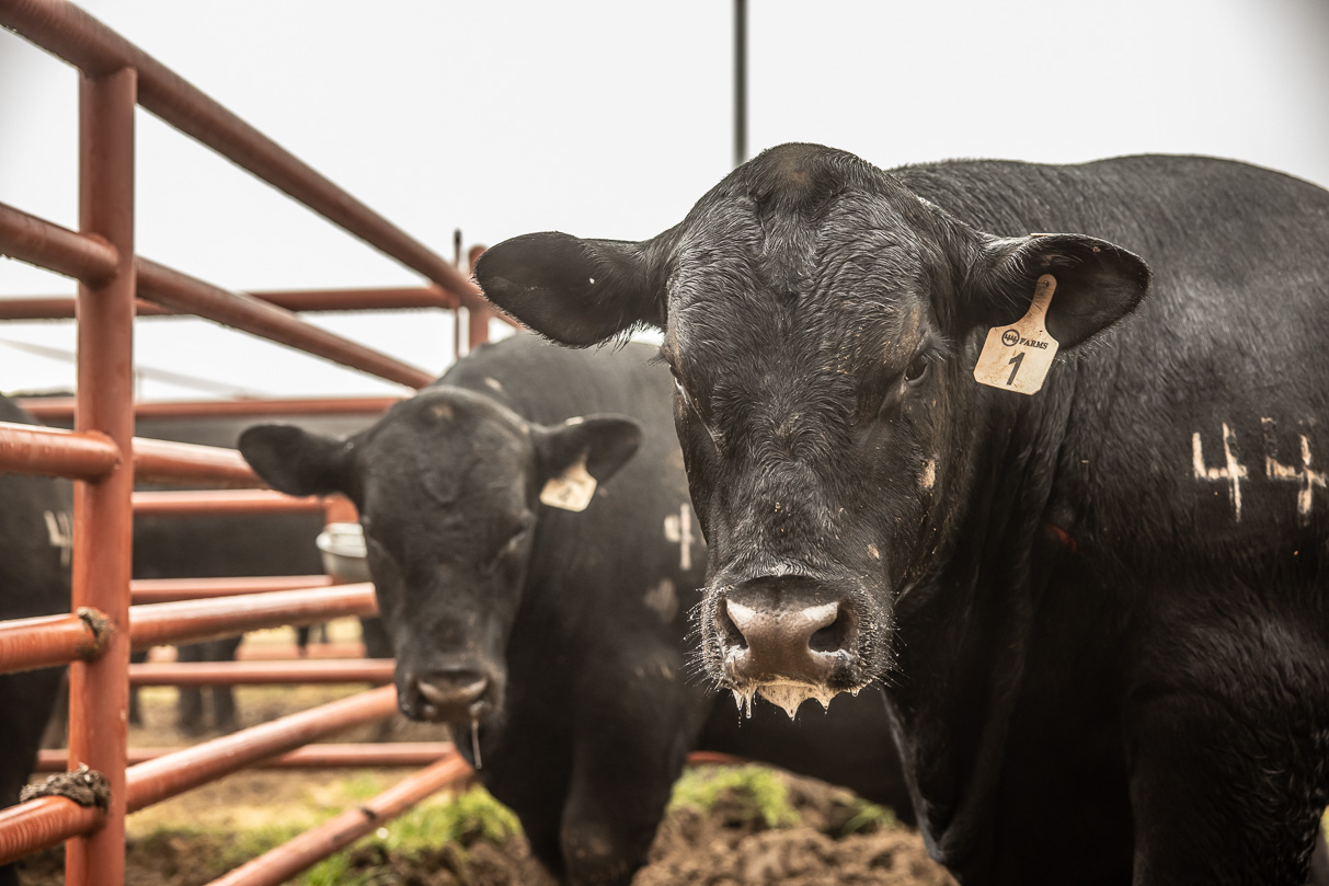 44Farms_Cameron_BullSale_Feb2021-516538