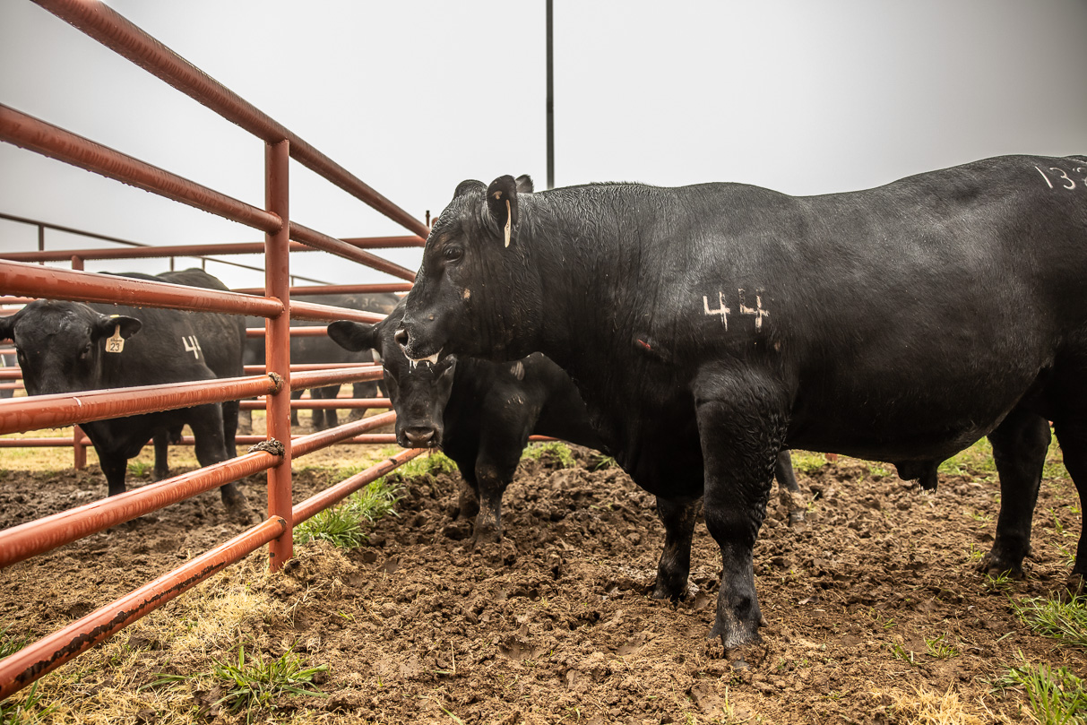 44Farms_Cameron_BullSale_Feb2021-516541