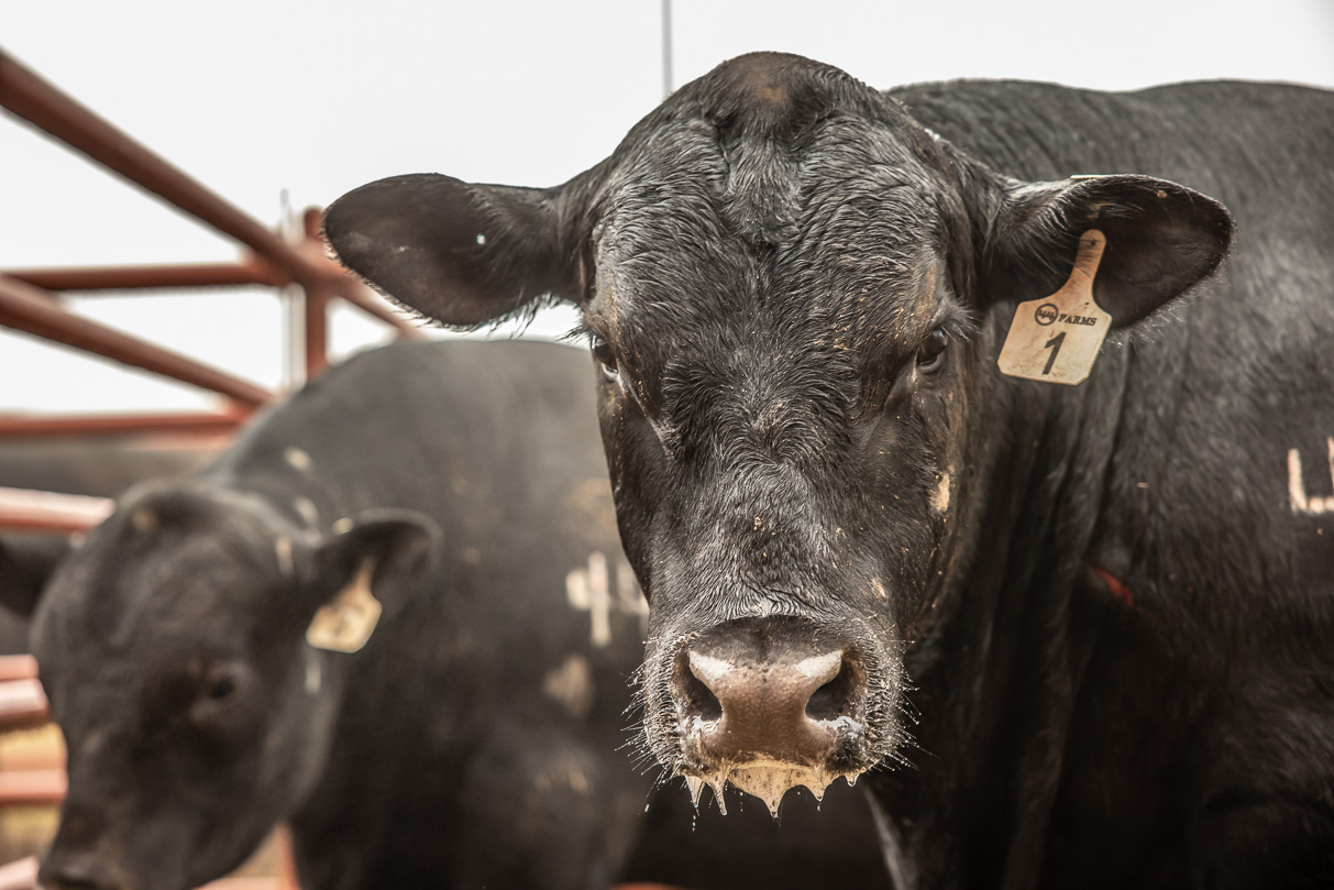 44Farms_Cameron_BullSale_Feb2021-516544