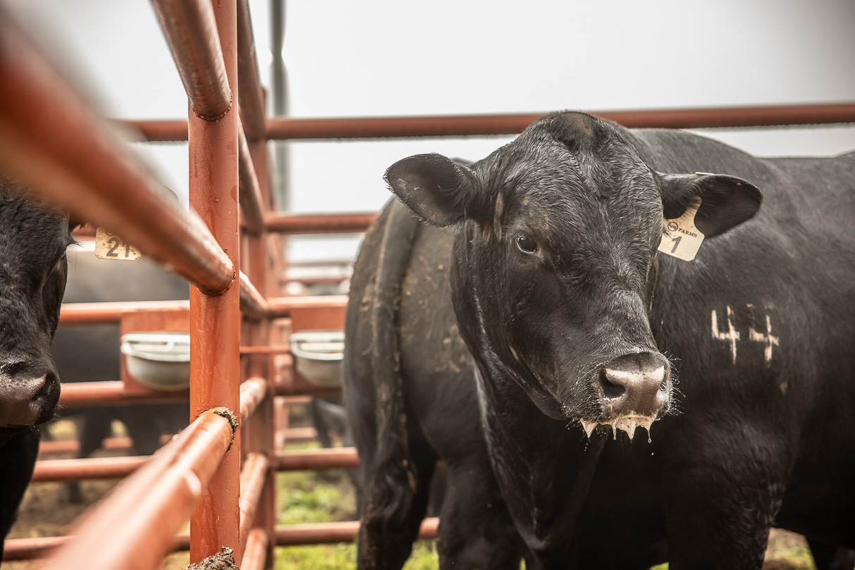 44Farms_Cameron_BullSale_Feb2021-516548