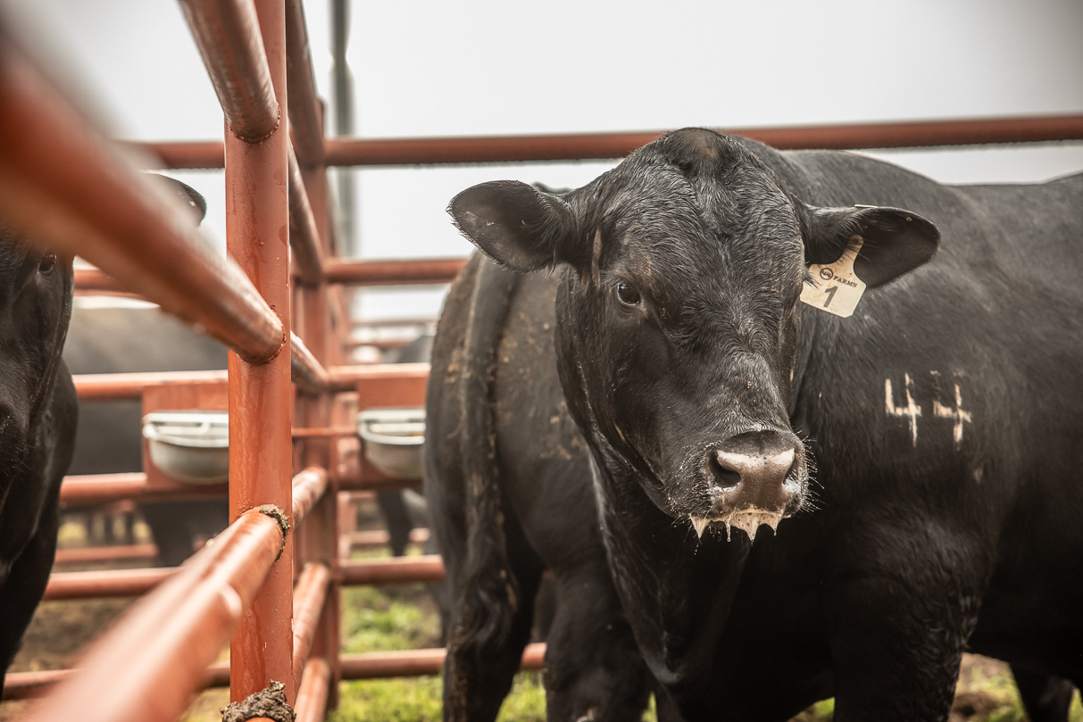 44Farms_Cameron_BullSale_Feb2021-516550