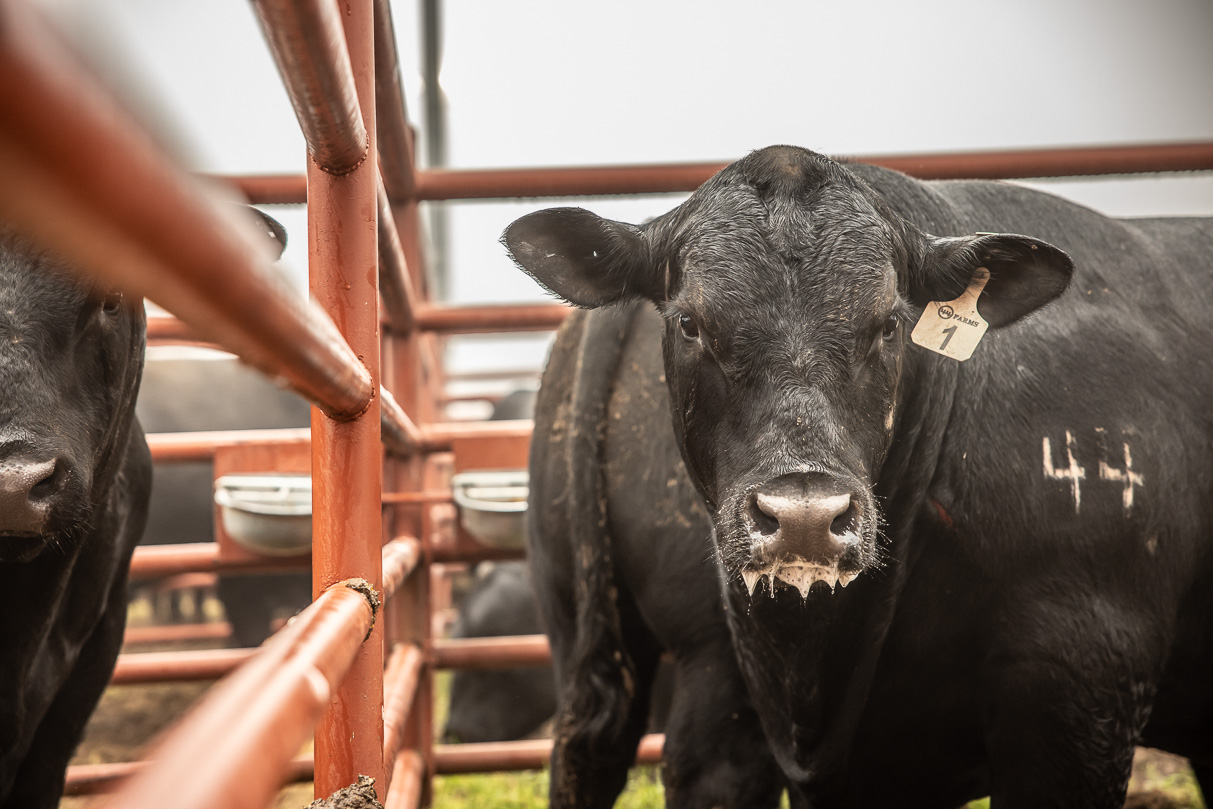 44Farms_Cameron_BullSale_Feb2021-516552