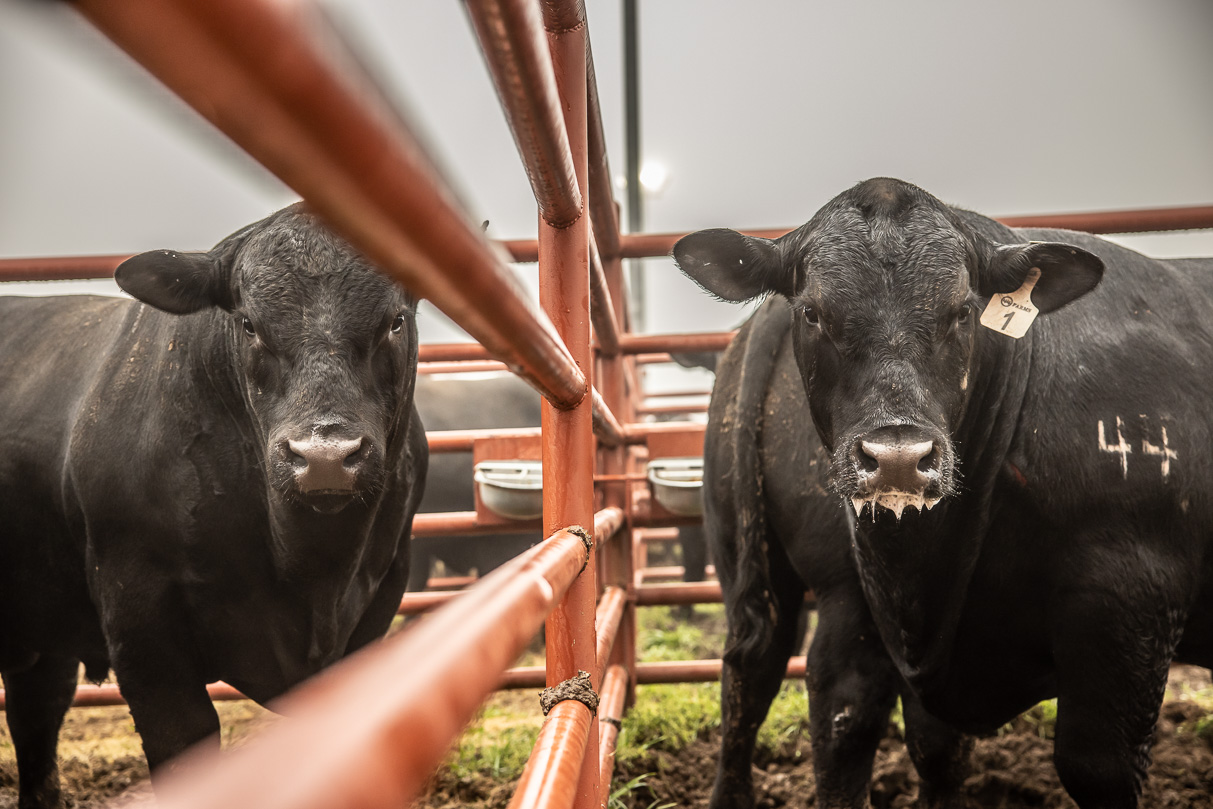 44Farms_Cameron_BullSale_Feb2021-516562