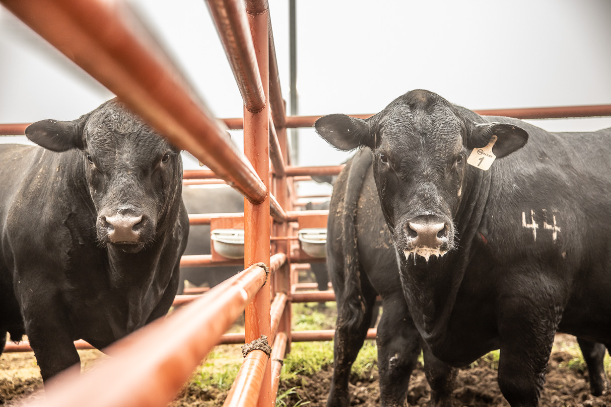 44Farms_Cameron_BullSale_Feb2021-516566