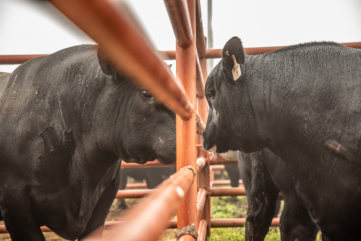 44Farms_Cameron_BullSale_Feb2021-516577