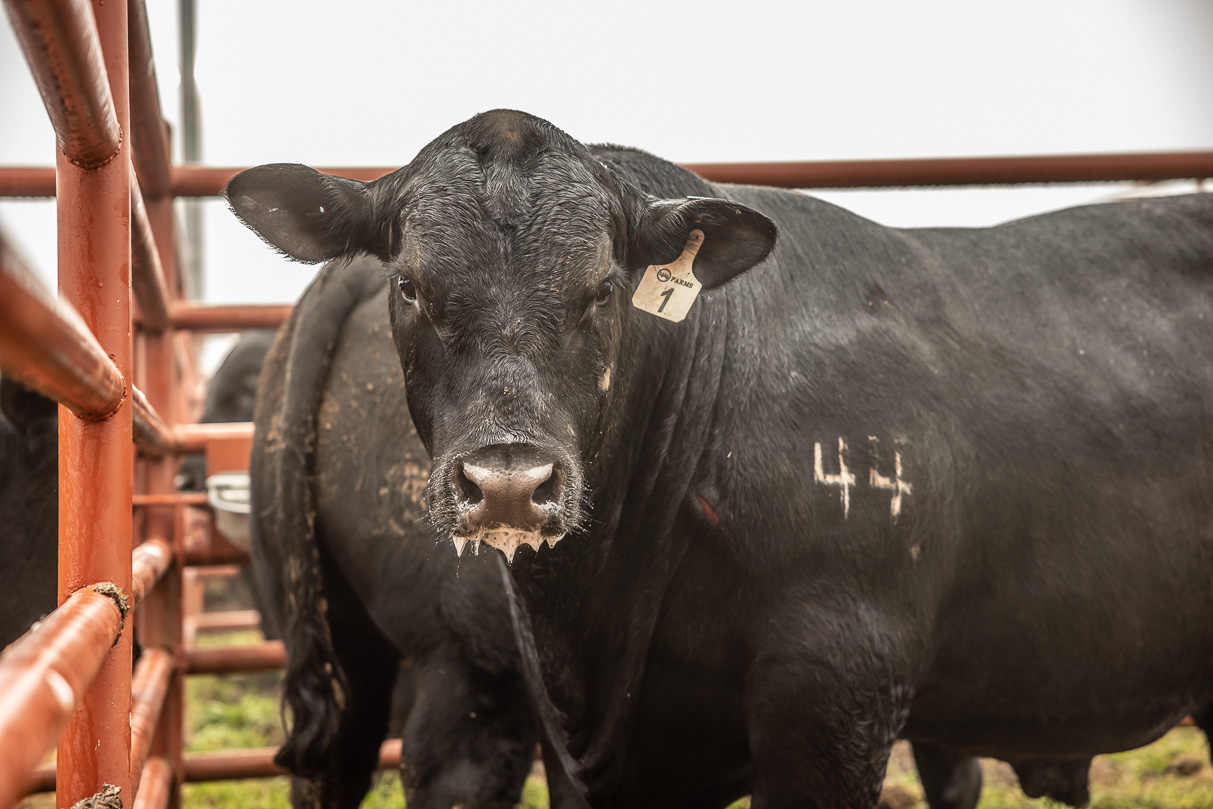 44Farms_Cameron_BullSale_Feb2021-516579