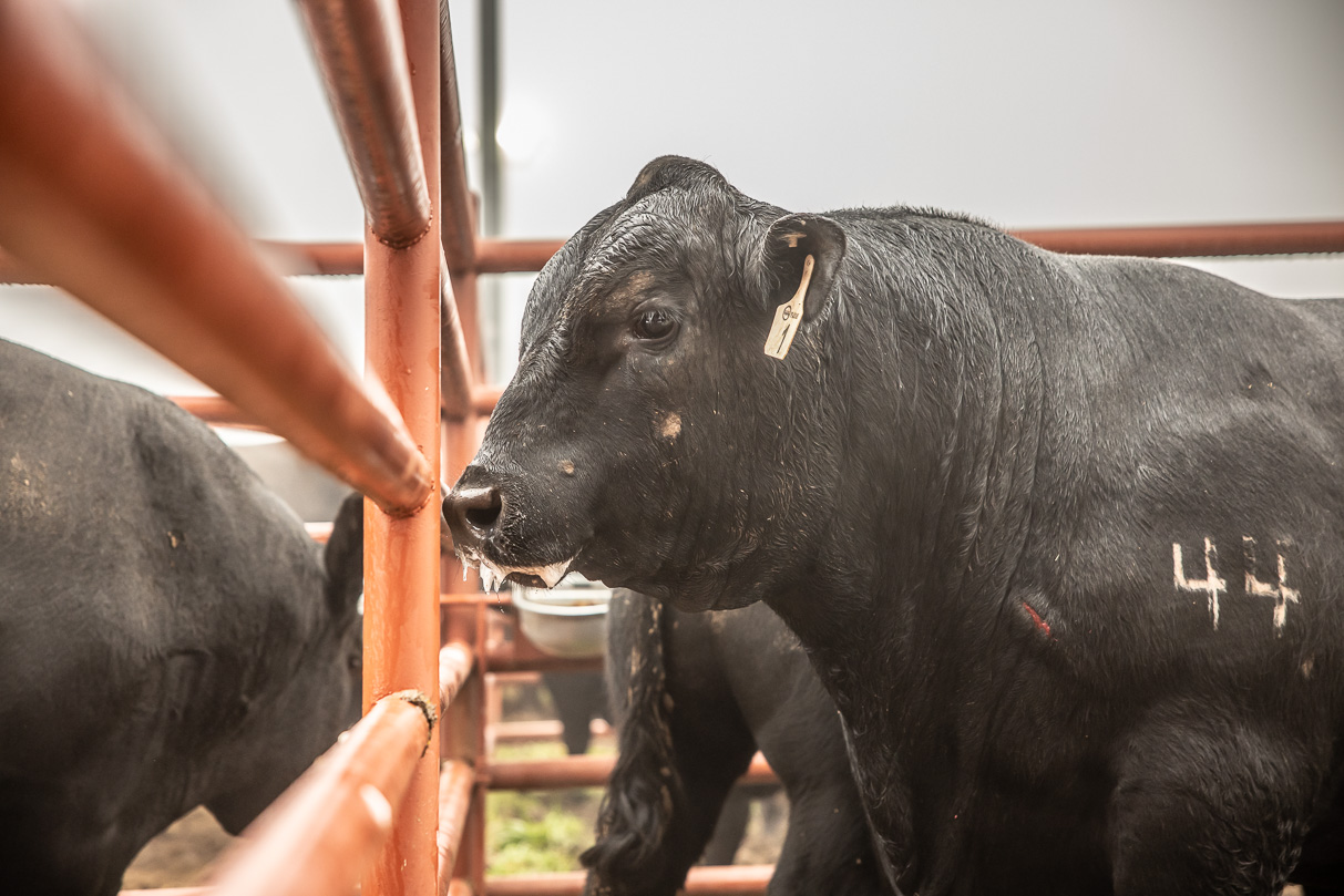 44Farms_Cameron_BullSale_Feb2021-516582
