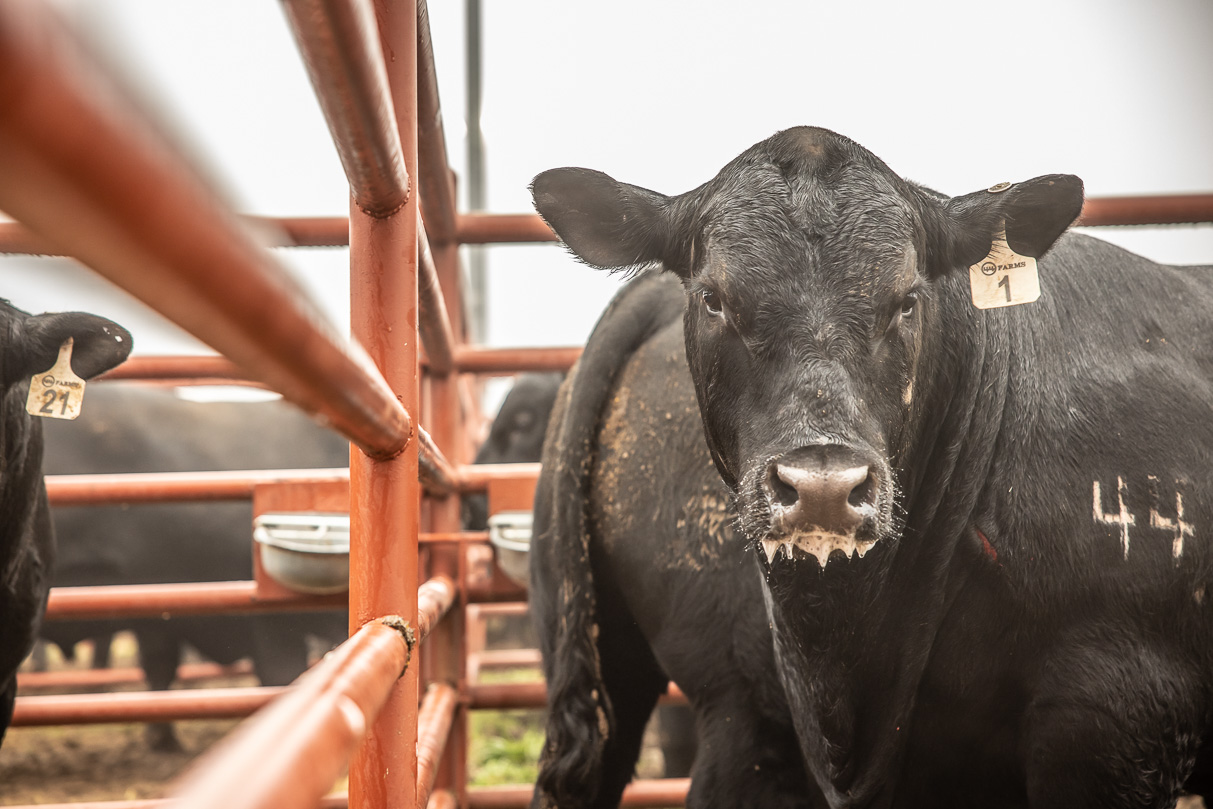 44Farms_Cameron_BullSale_Feb2021-516586