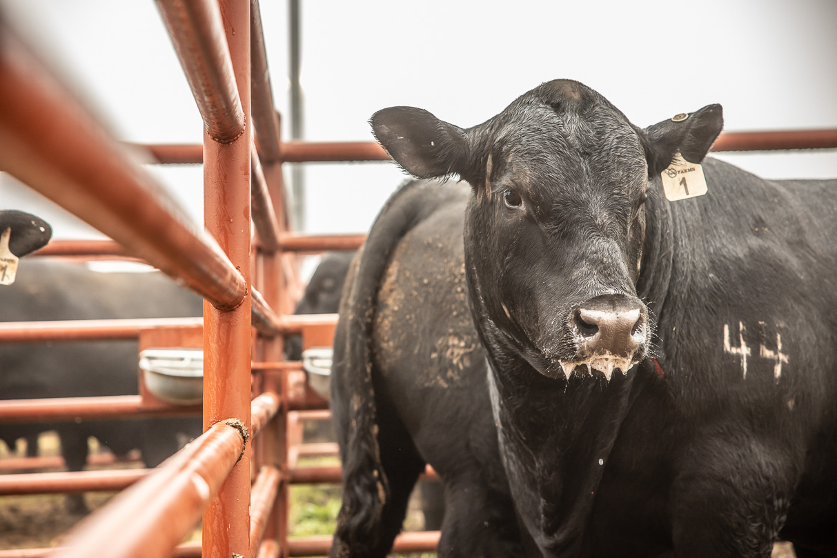 44Farms_Cameron_BullSale_Feb2021-516587