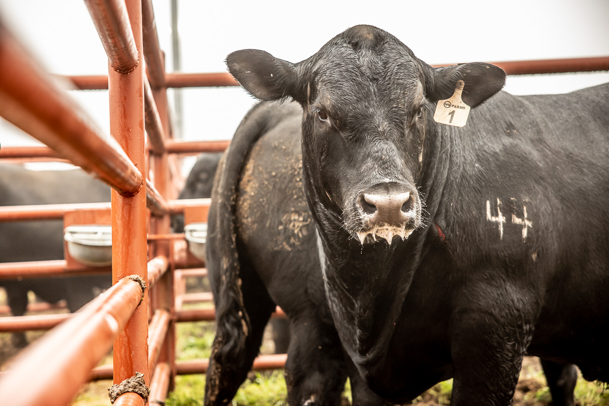44Farms_Cameron_BullSale_Feb2021-516591