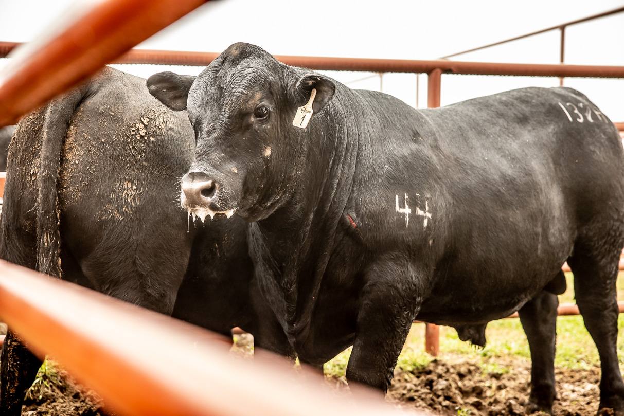 44Farms_Cameron_BullSale_Feb2021-516602