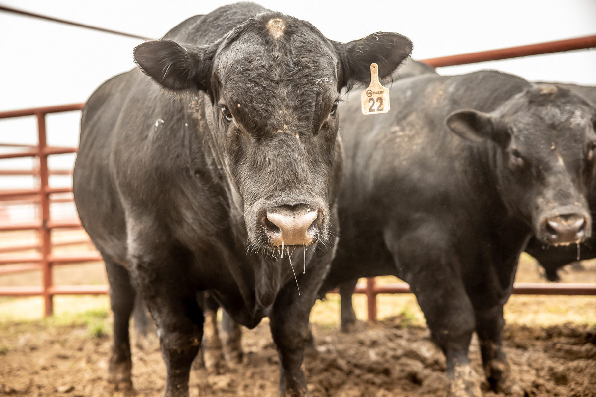 44Farms_Cameron_BullSale_Feb2021-516607