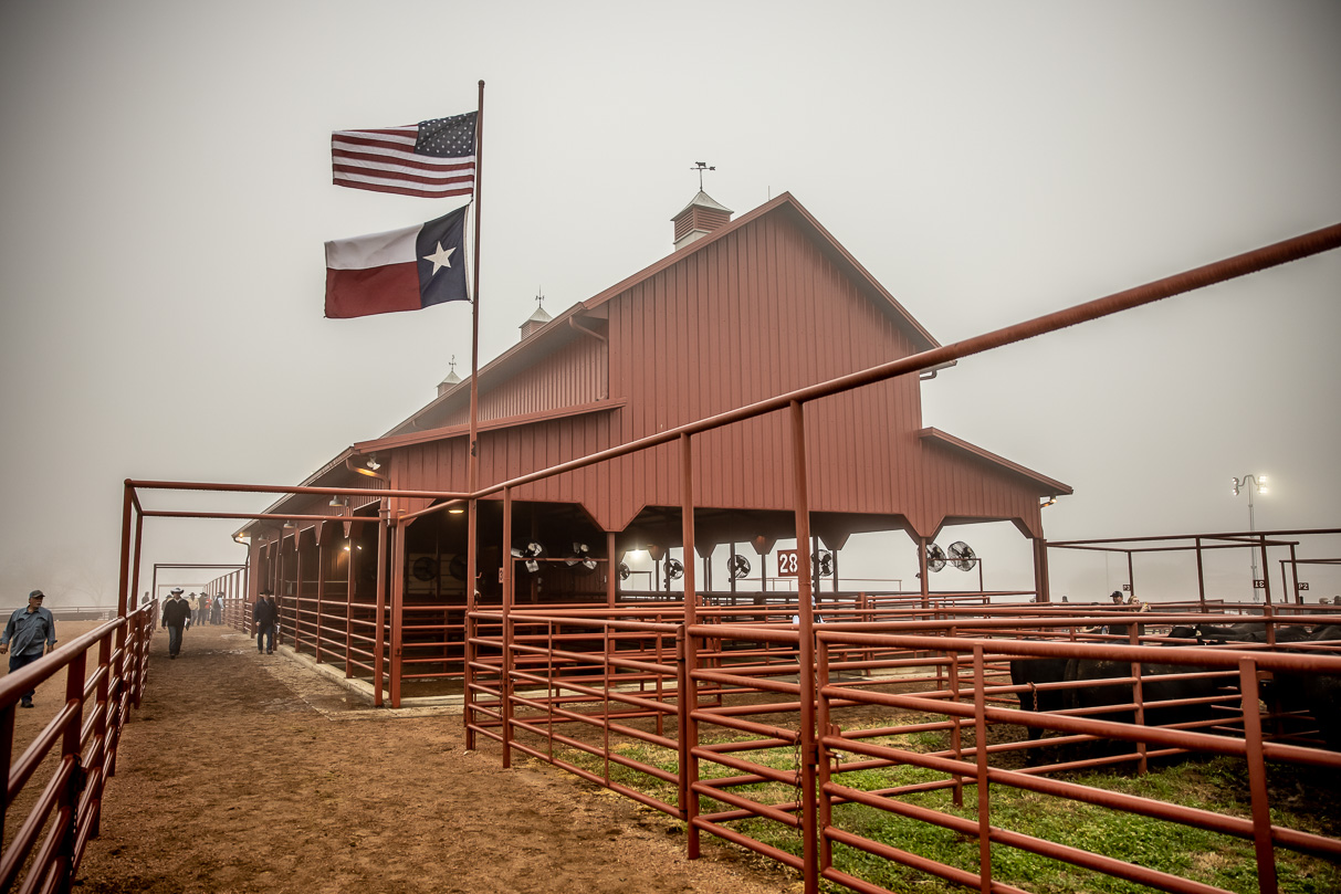 44Farms_Cameron_BullSale_Feb2021-516625