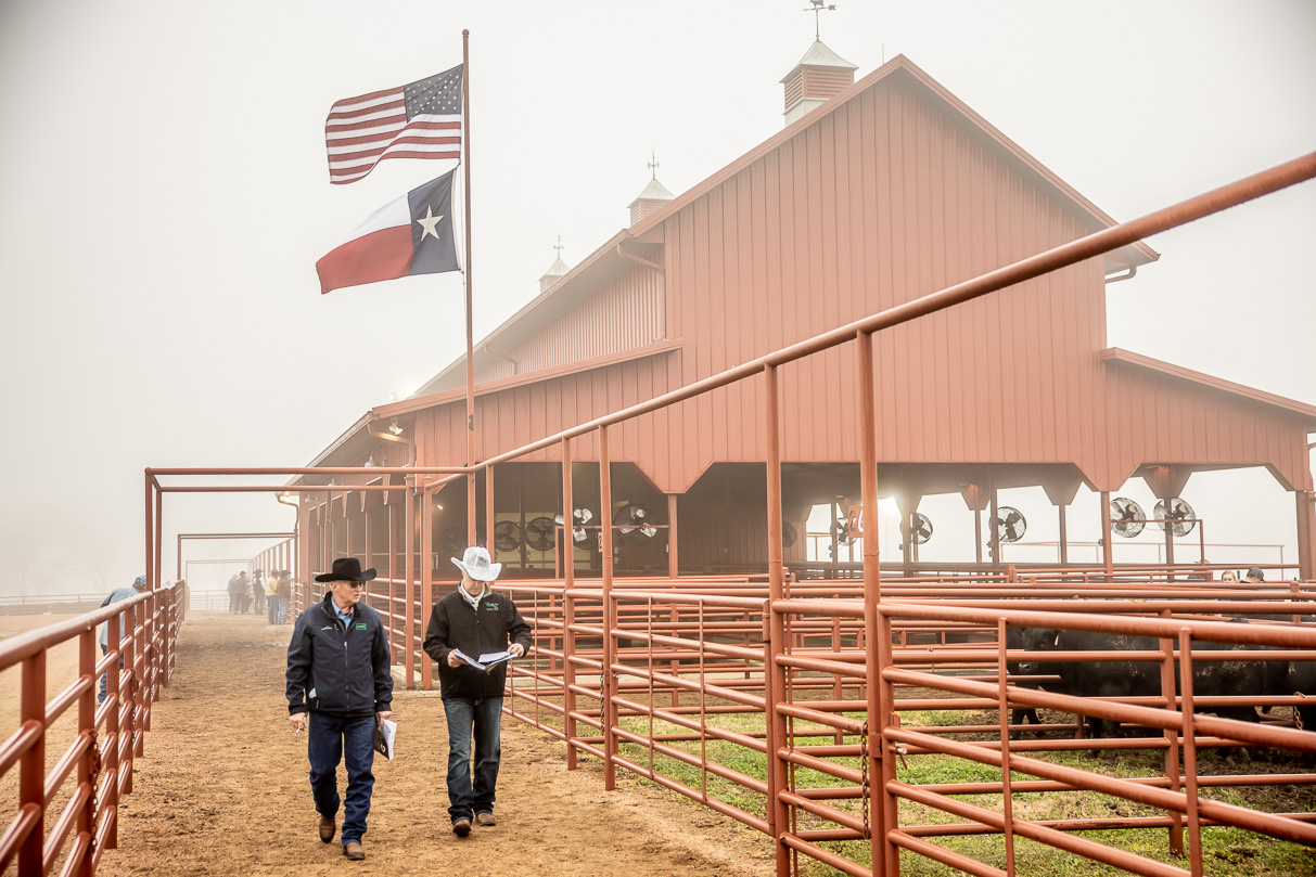44Farms_Cameron_BullSale_Feb2021-516636
