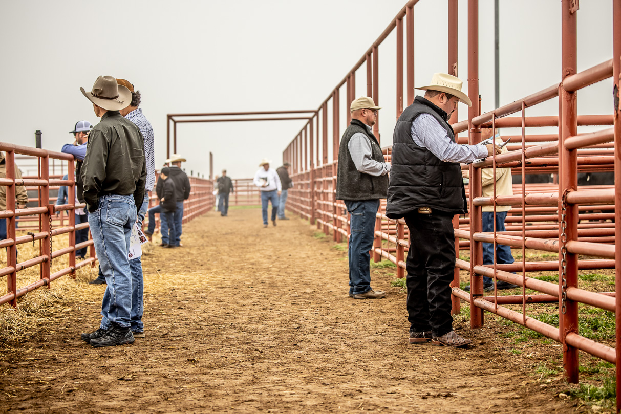44Farms_Cameron_BullSale_Feb2021-516717