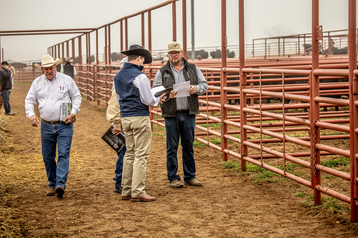 44Farms_Cameron_BullSale_Feb2021-516731
