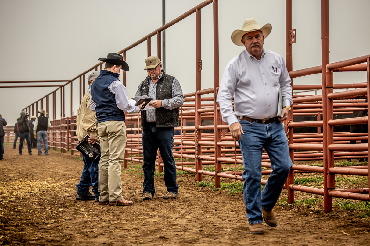 44Farms_Cameron_BullSale_Feb2021-516735