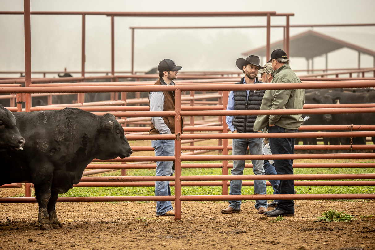 44Farms_Cameron_BullSale_Feb2021-516743