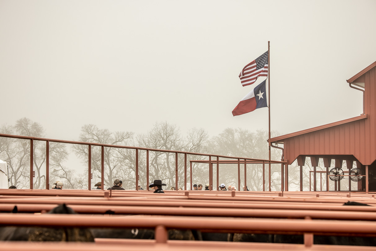 44Farms_Cameron_BullSale_Feb2021-516747
