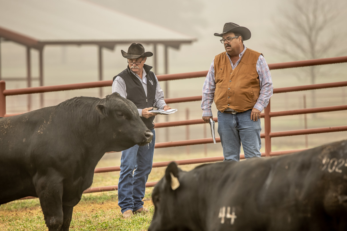 44Farms_Cameron_BullSale_Feb2021-516788