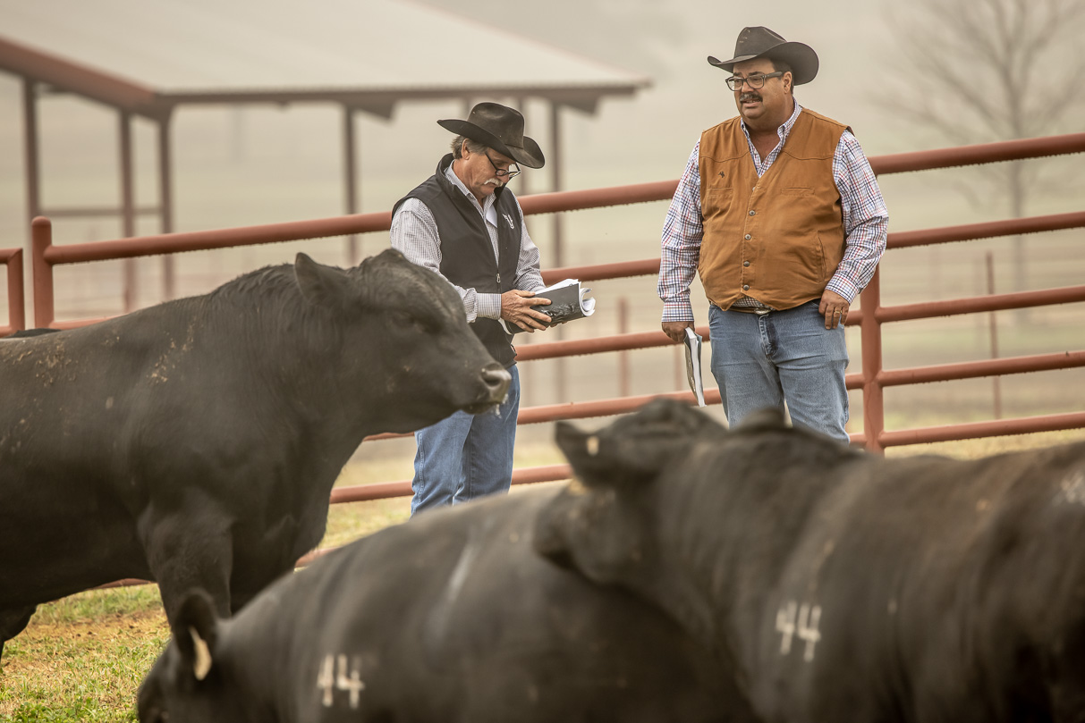 44Farms_Cameron_BullSale_Feb2021-516791