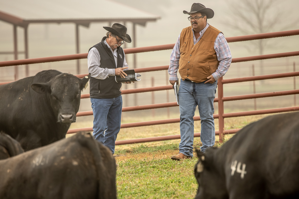 44Farms_Cameron_BullSale_Feb2021-516795