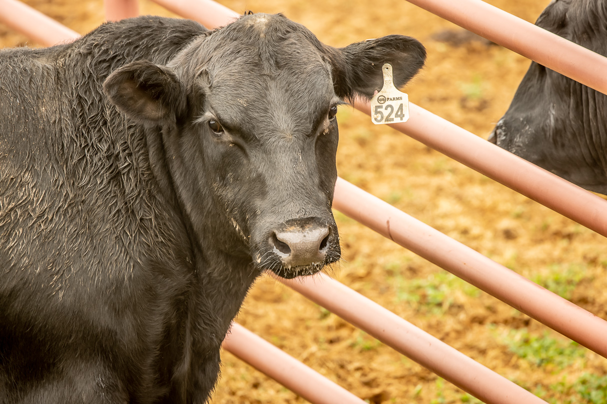 44Farms_Cameron_BullSale_Feb2021-516800