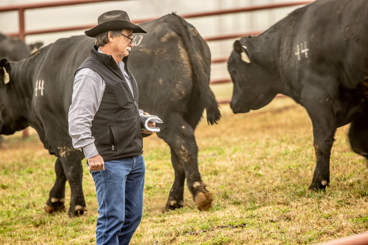 44Farms_Cameron_BullSale_Feb2021-516814