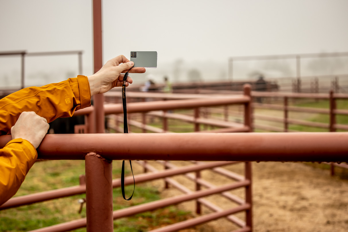 44Farms_Cameron_BullSale_Feb2021-516824