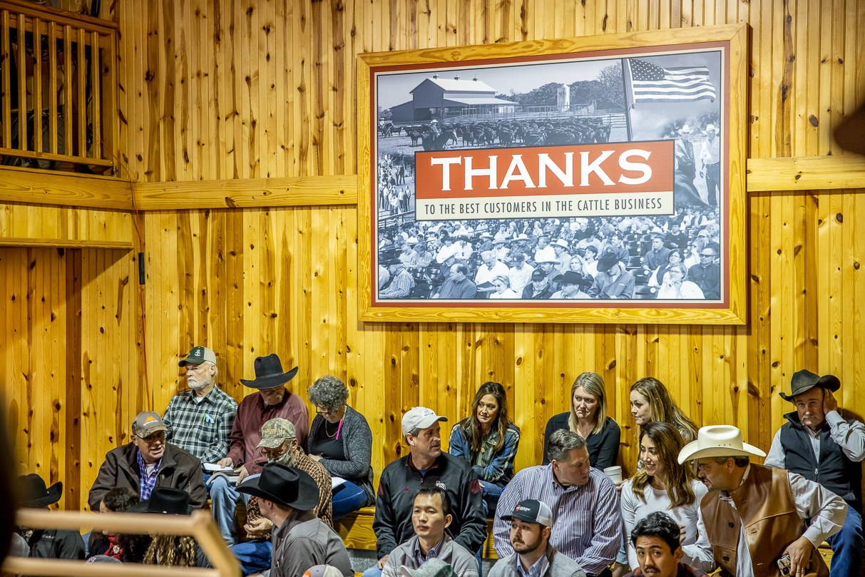 44Farms_Cameron_BullSale_Feb2021-517075
