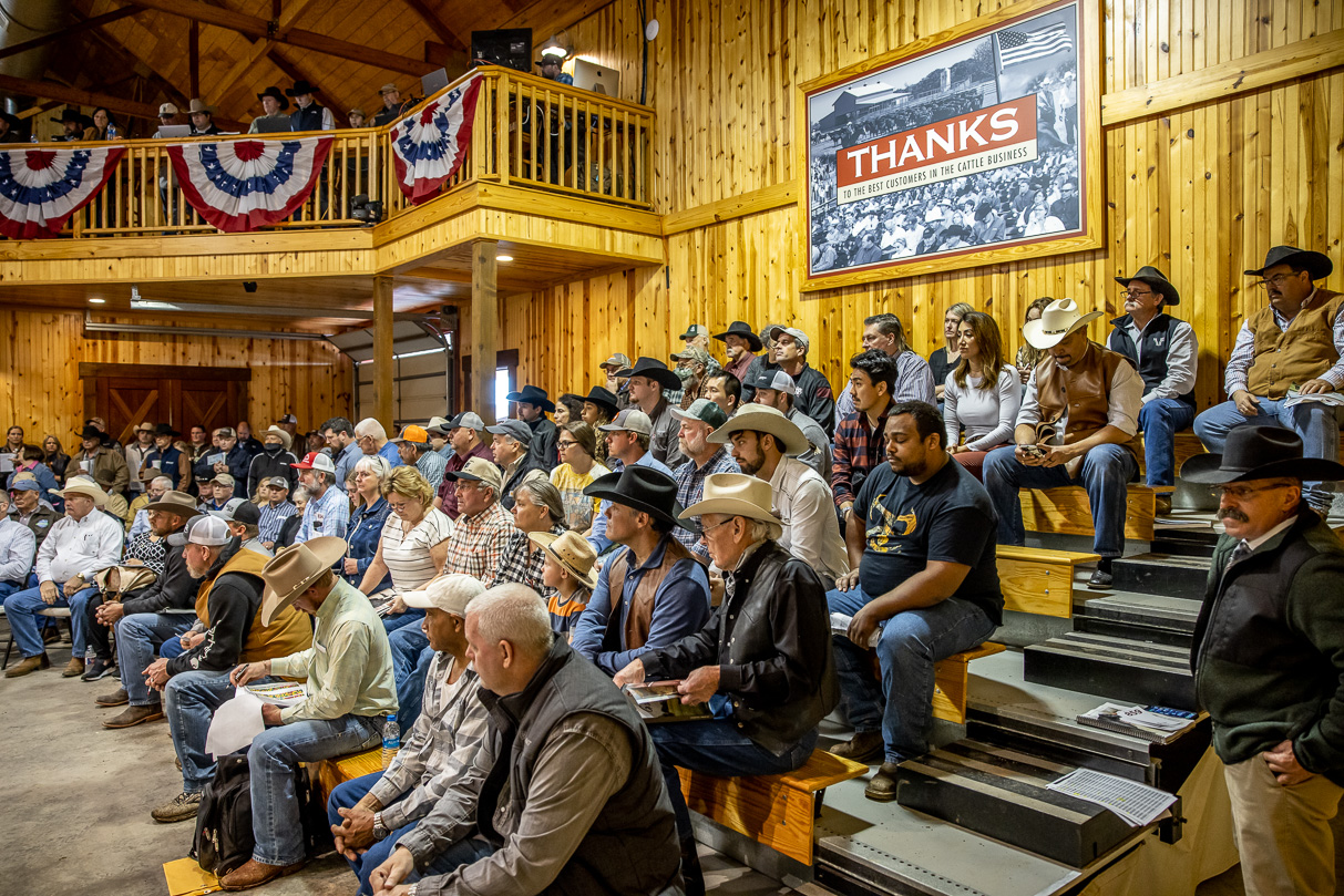 44Farms_Cameron_BullSale_Feb2021-517253