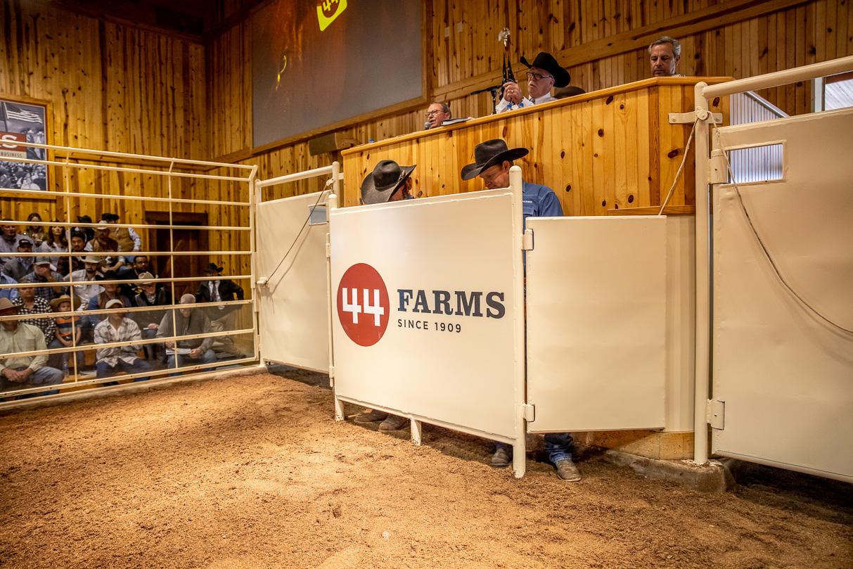 44Farms_Cameron_BullSale_Feb2021-517314