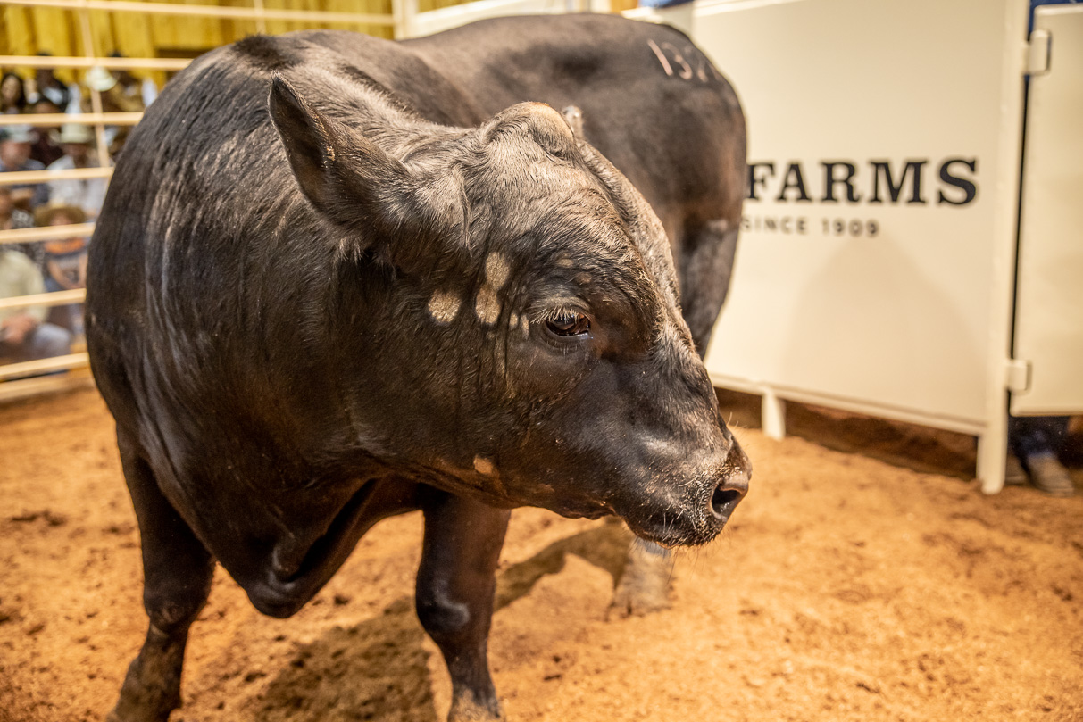 44Farms_Cameron_BullSale_Feb2021-517335