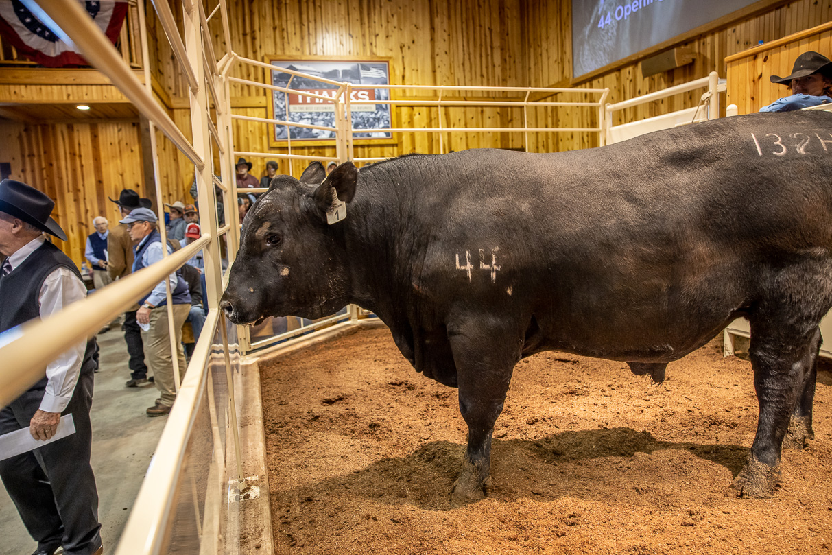 44Farms_Cameron_BullSale_Feb2021-517337