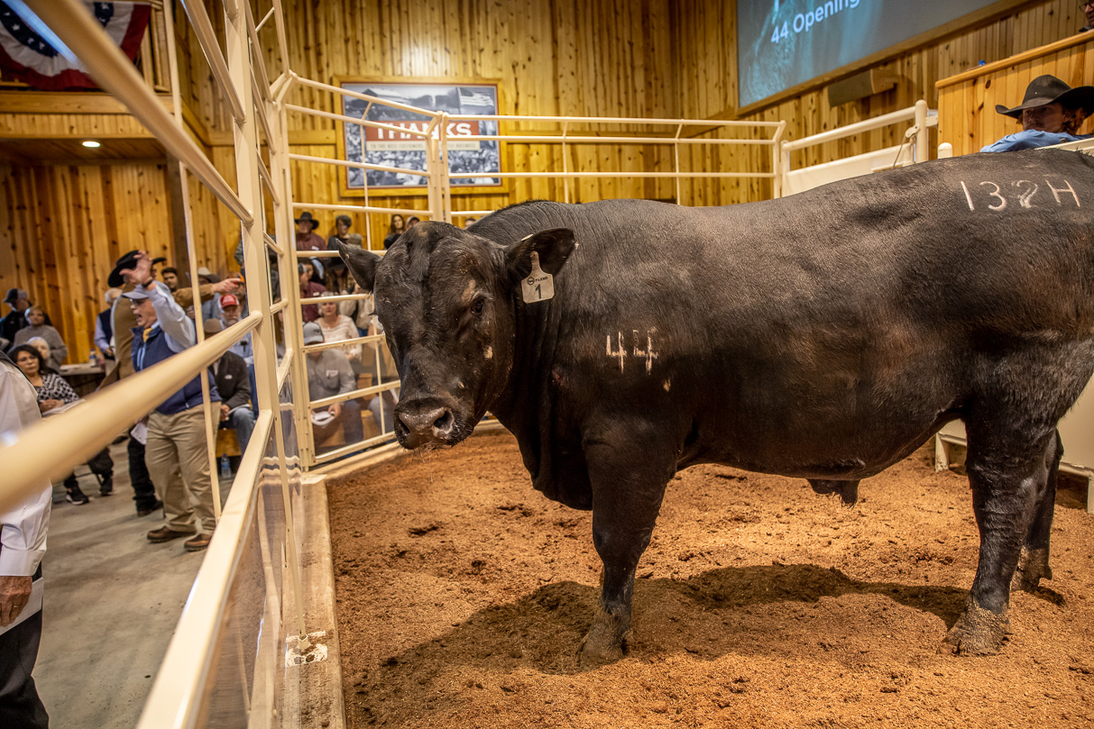 44Farms_Cameron_BullSale_Feb2021-517338