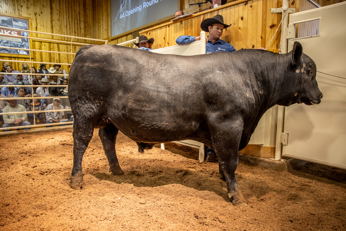 44Farms_Cameron_BullSale_Feb2021-517355