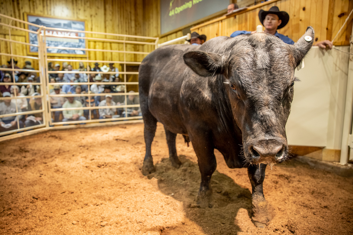 44Farms_Cameron_BullSale_Feb2021-517358