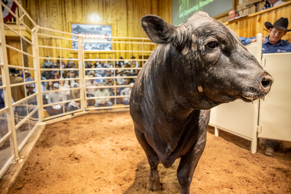44Farms_Cameron_BullSale_Feb2021-517372